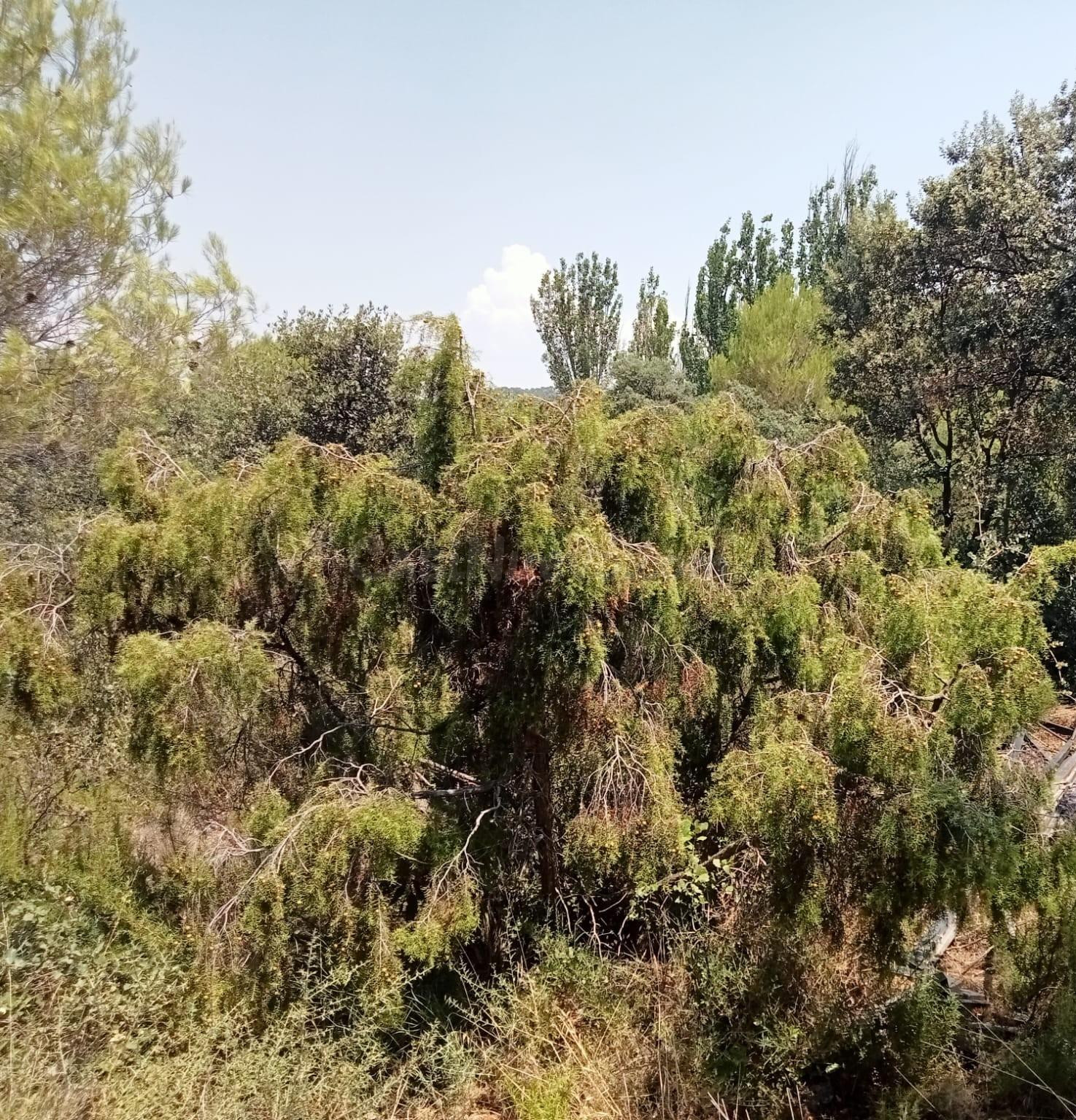 Tegeisa vende parcela llana de 1.131m2 - foto 2