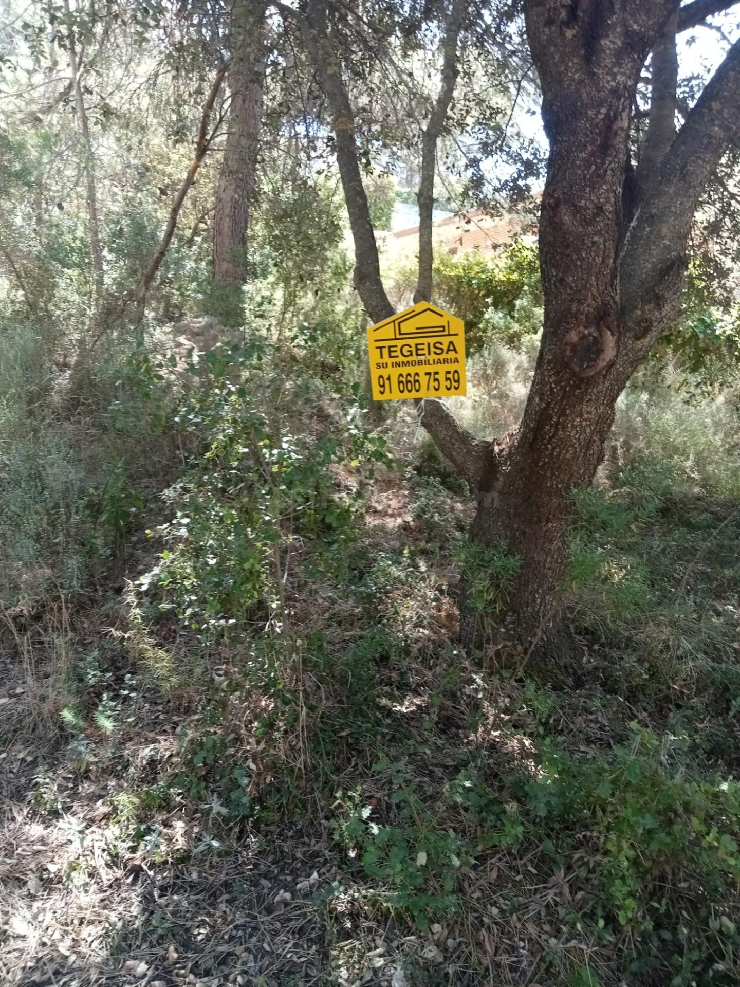 Tegeisa vende Parcela semillana de 741m2