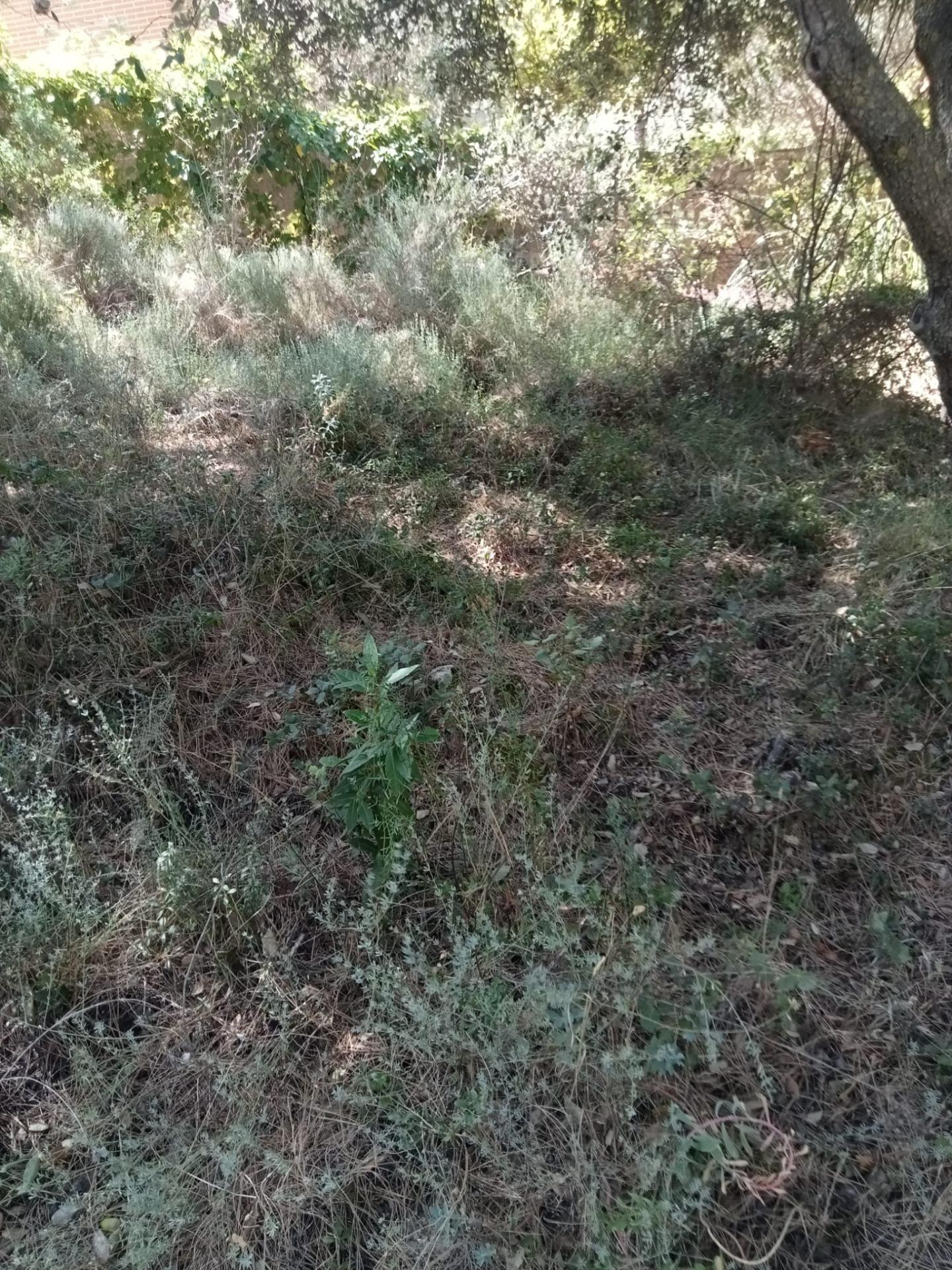 Tegeisa vende Parcela semillana de 741m2 - foto 3