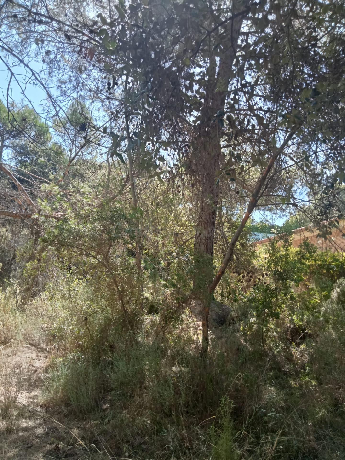 Tegeisa vende Parcela semillana de 741m2 - foto 4
