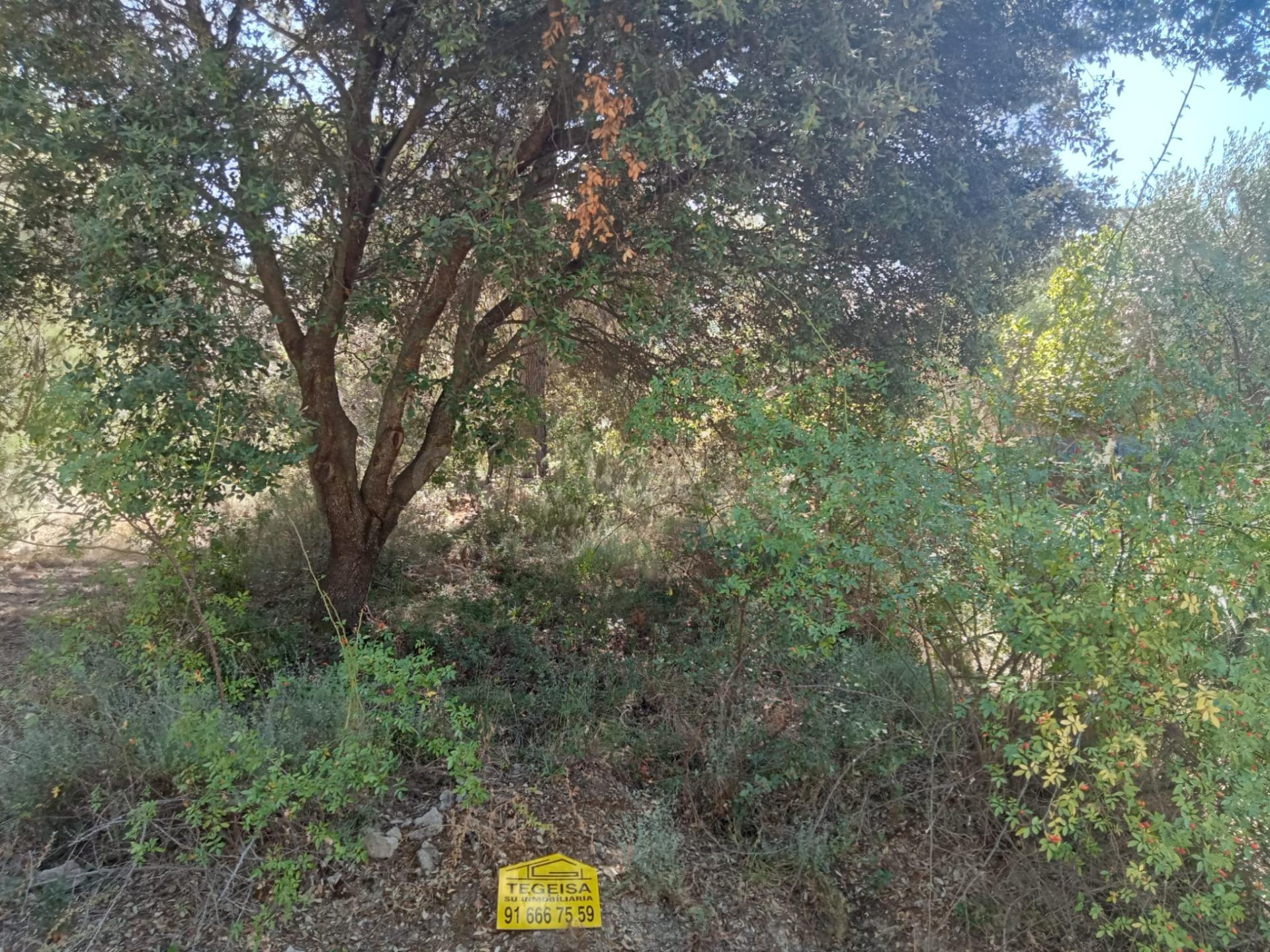 Tegeisa vende Parcela semillana de 741m2 - foto 5