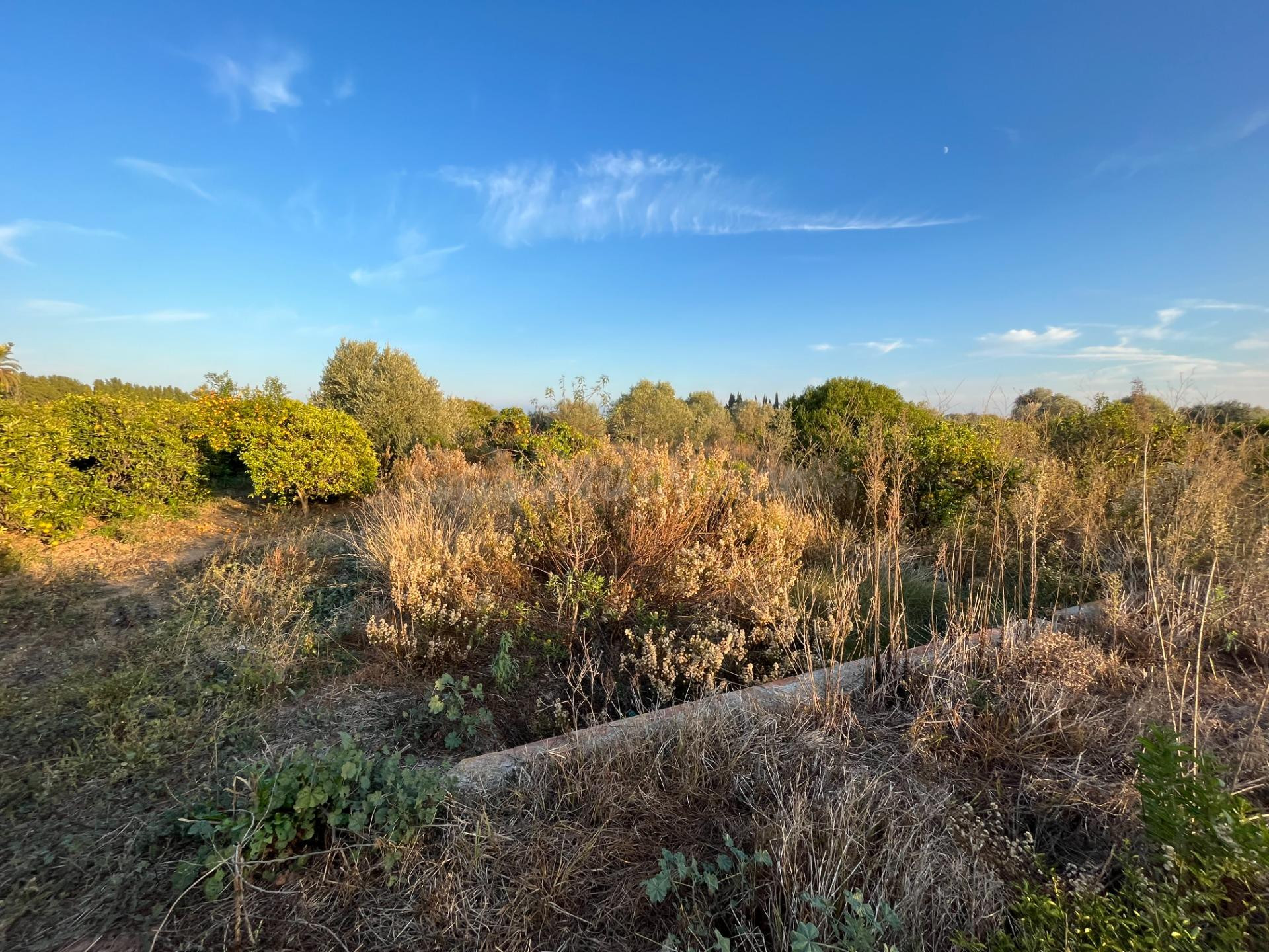 TERRENO AGRARÍO EN, CASTELLÓN, ZONA CAMINO DE LA PLANA - foto 2