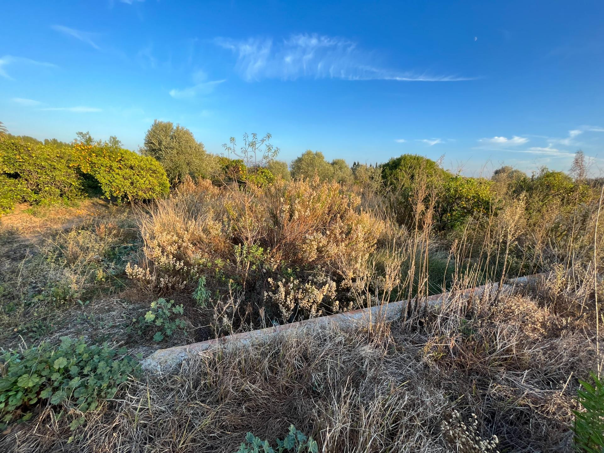 TERRENO AGRARÍO EN, CASTELLÓN, ZONA CAMINO DE LA PLANA - foto 3