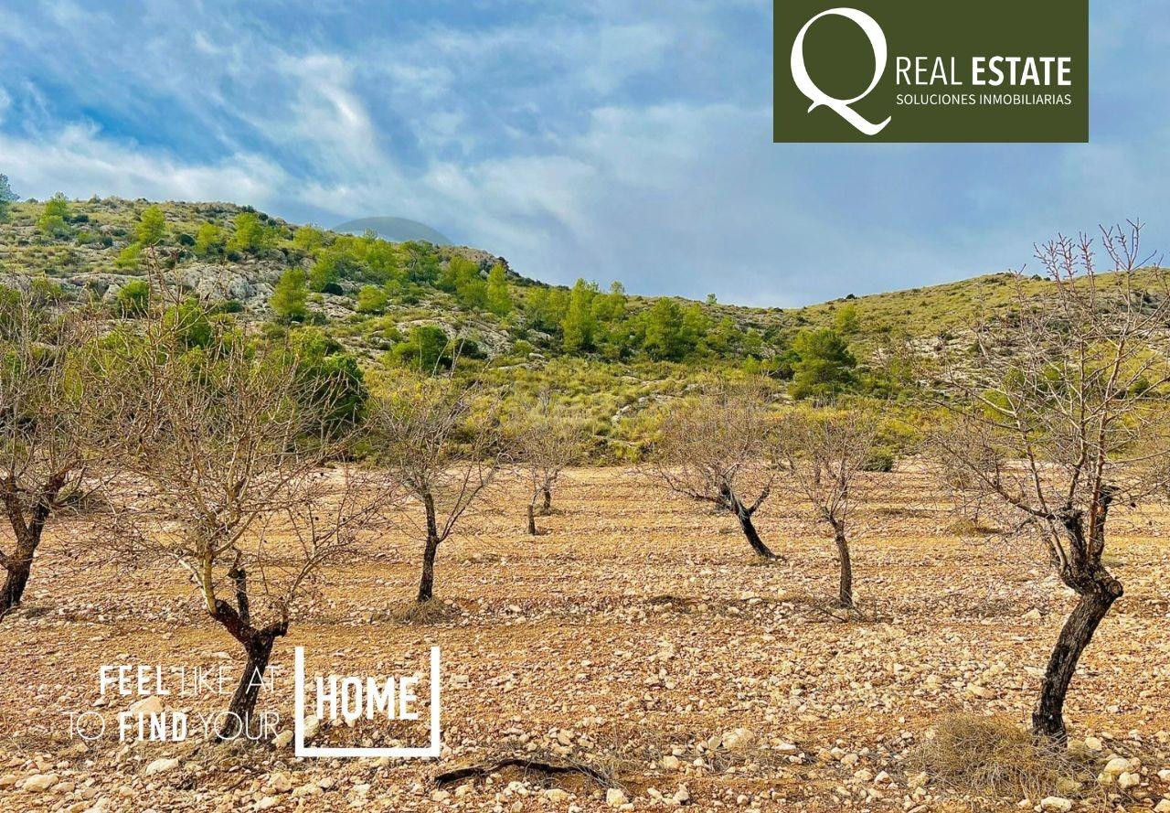 Terreno de Más de 50,000 m2 con Cultivo de Almendros en Las Virtudes, a Solo 7 Kilómetros de Villena