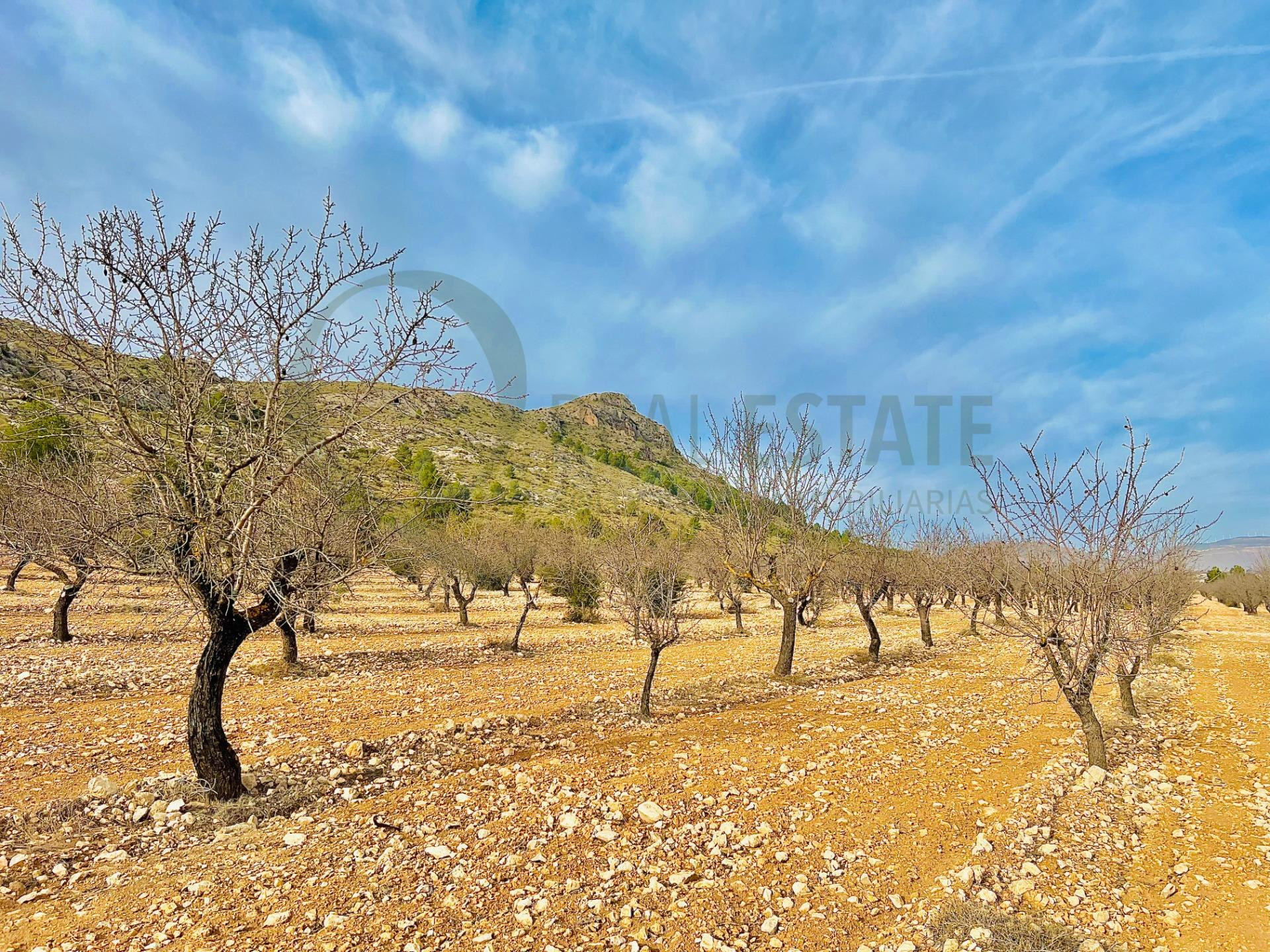 Terreno de Más de 50,000 m2 con Cultivo de Almendros en Las  - foto 2