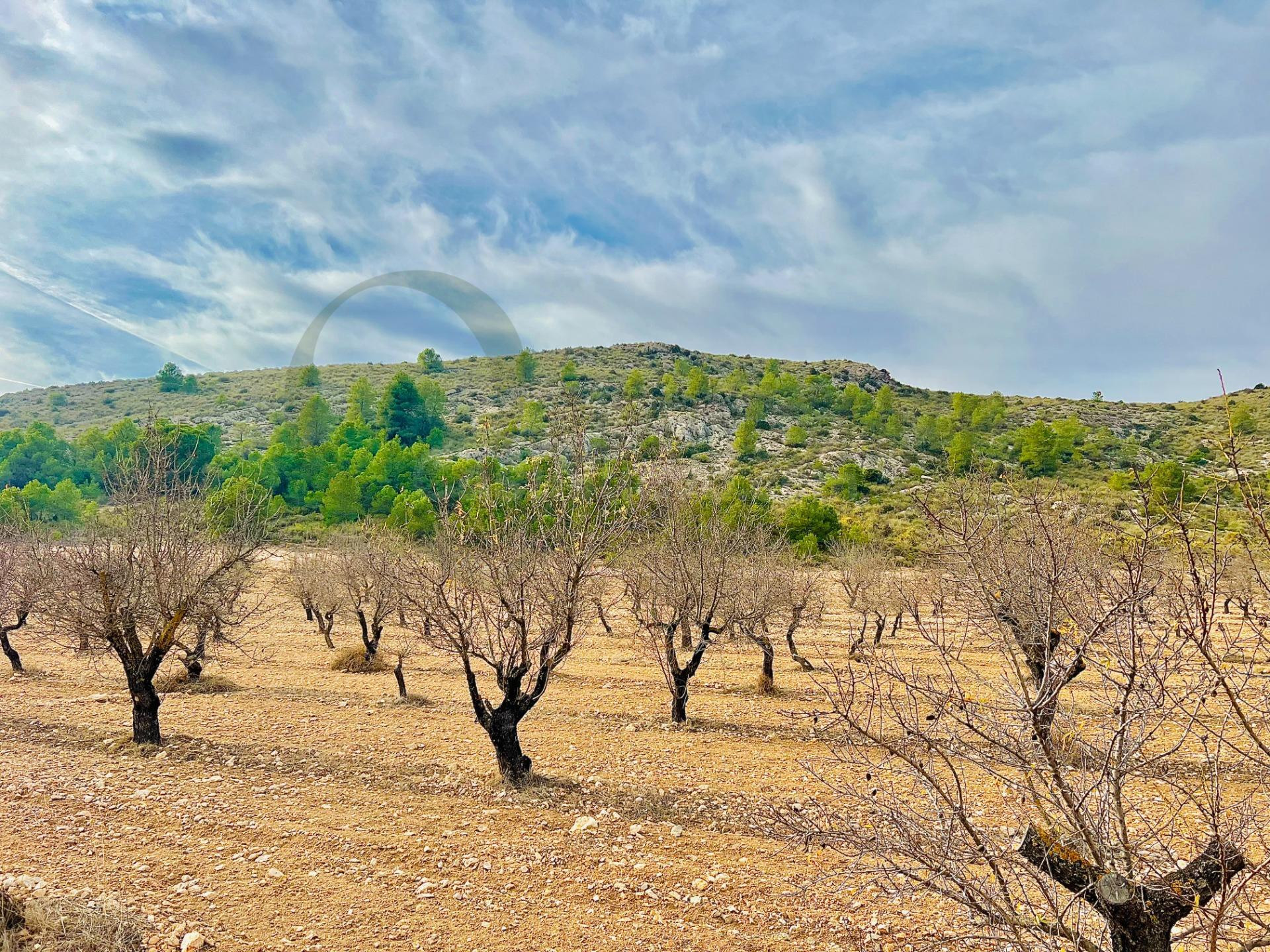 Terreno de Más de 50,000 m2 con Cultivo de Almendros en Las  - foto 4