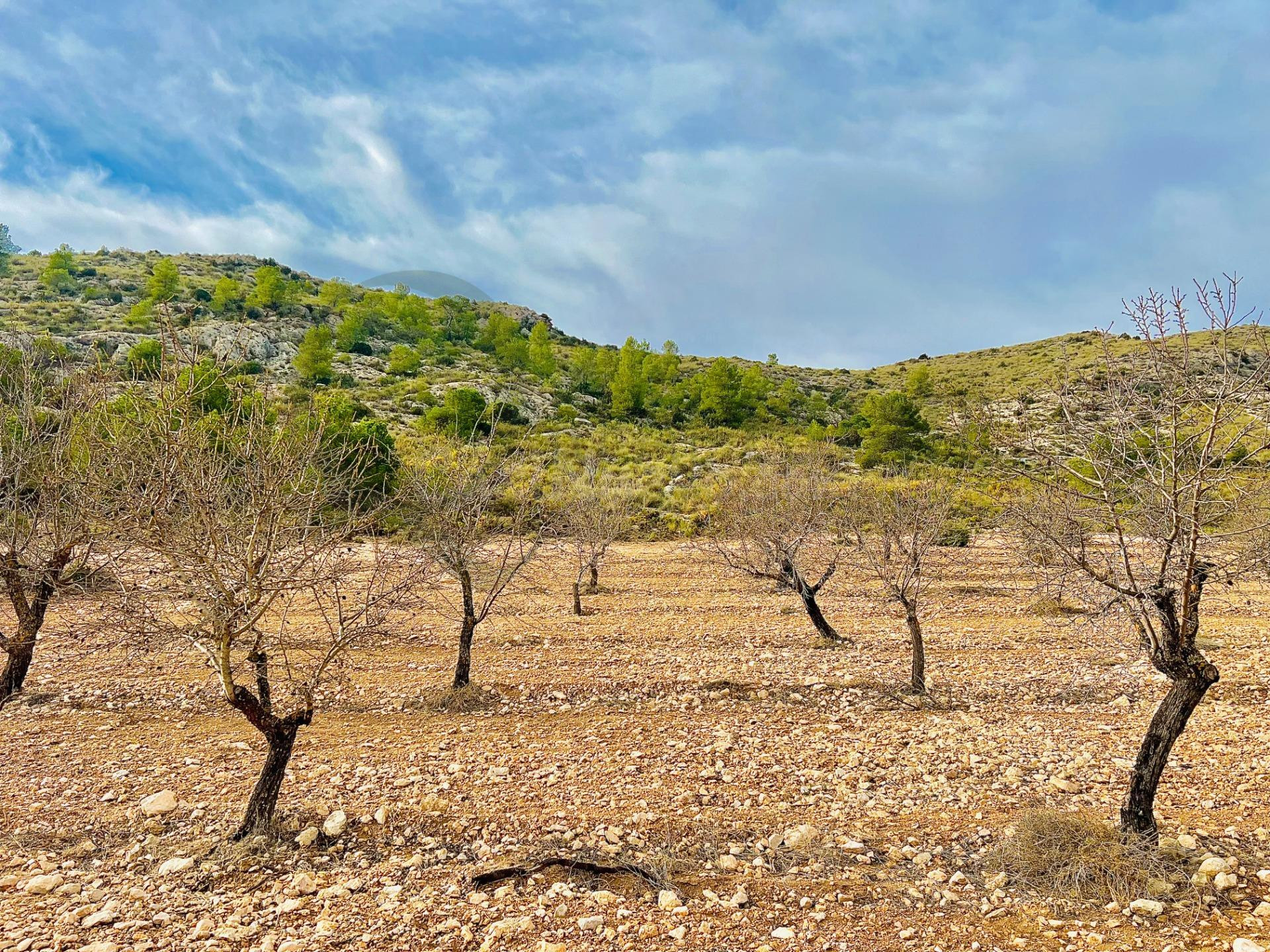 Terreno de Más de 50,000 m2 con Cultivo de Almendros en Las  - foto 5