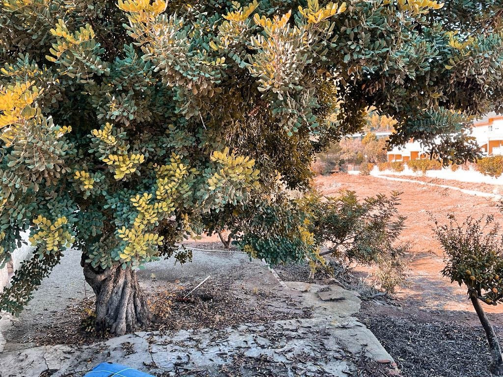 Se venden dos terrenos urbanos en Náquera - foto 4