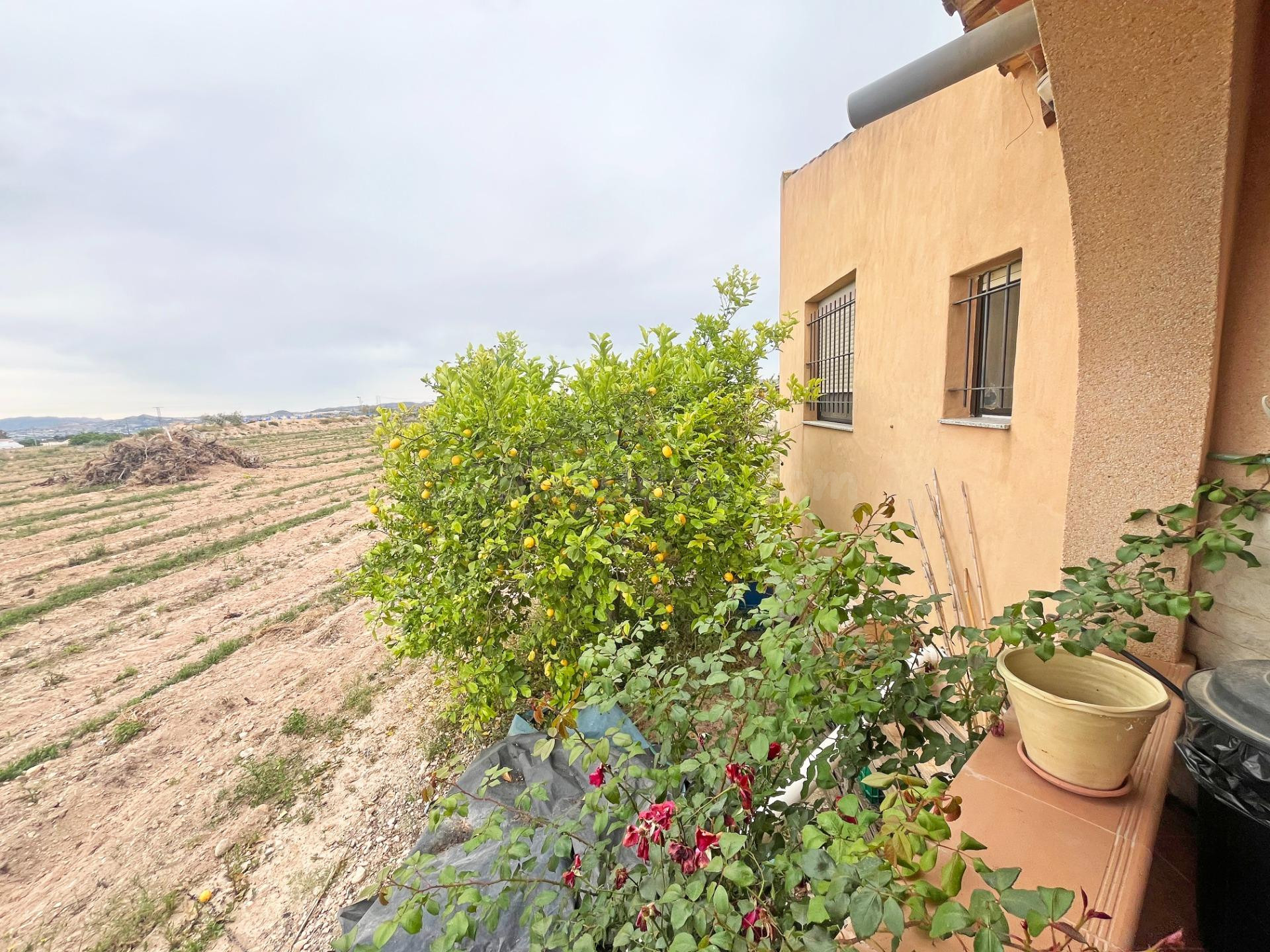 CASA RUSTICA CON 10.000 METROS DE TERRENO EN NOVELDA - foto 4