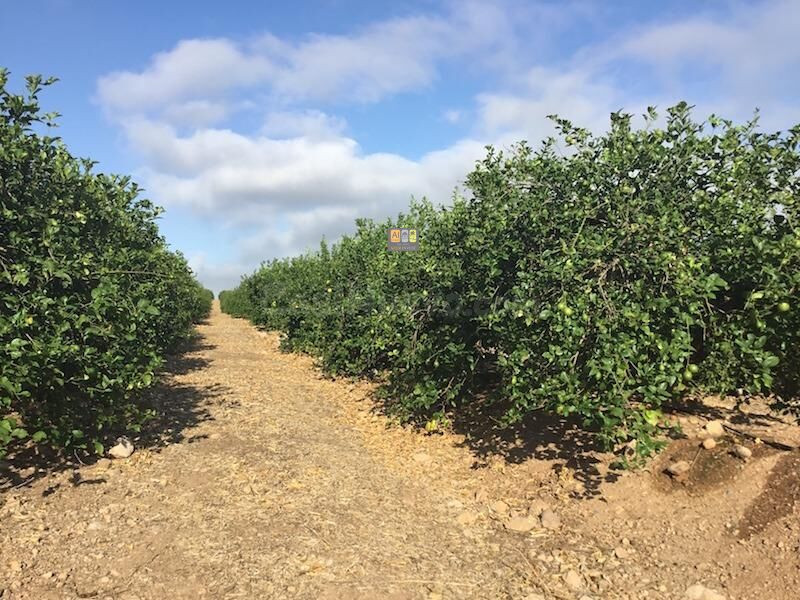 Terreno Agrícola de Limoneros en El Planet (Altea)