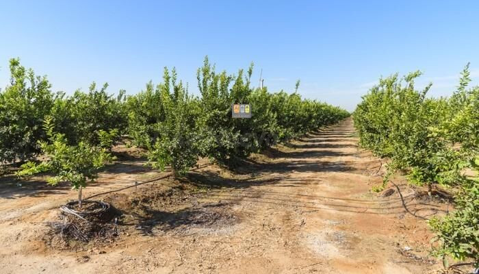 Terreno Agrícola de Limoneros en El Planet (Altea) - foto 2