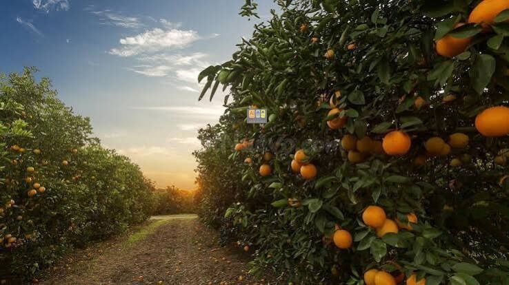 Gran Finca de Naranjos con Almacén en El Planet (Altea)