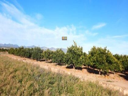 Gran Finca de Naranjos con Almacén en El Planet (Altea) - foto 2