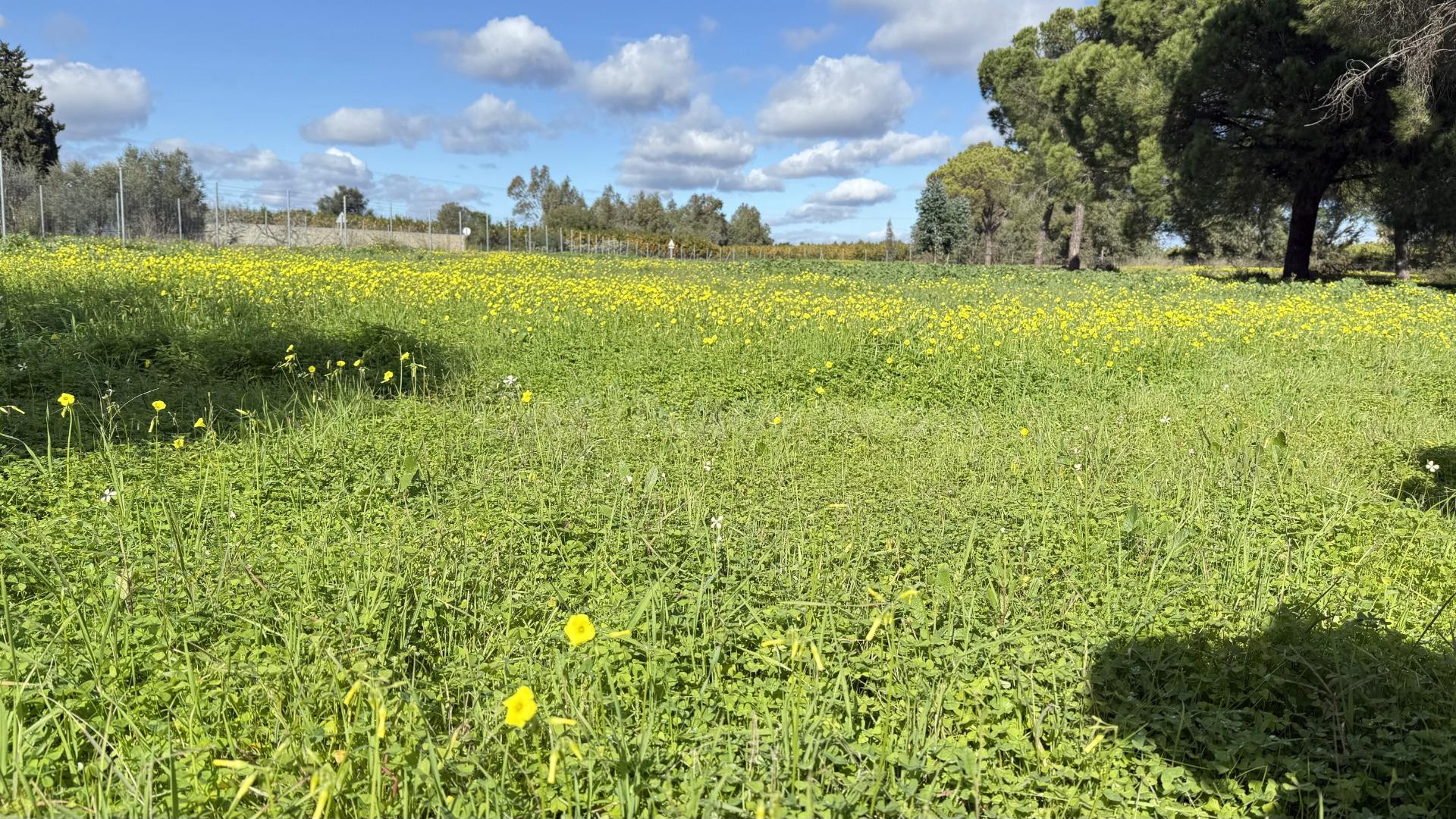 FINCA ECOLÓGICA DE 5 HA CON CASA EN GIBRALEÓN - foto 3