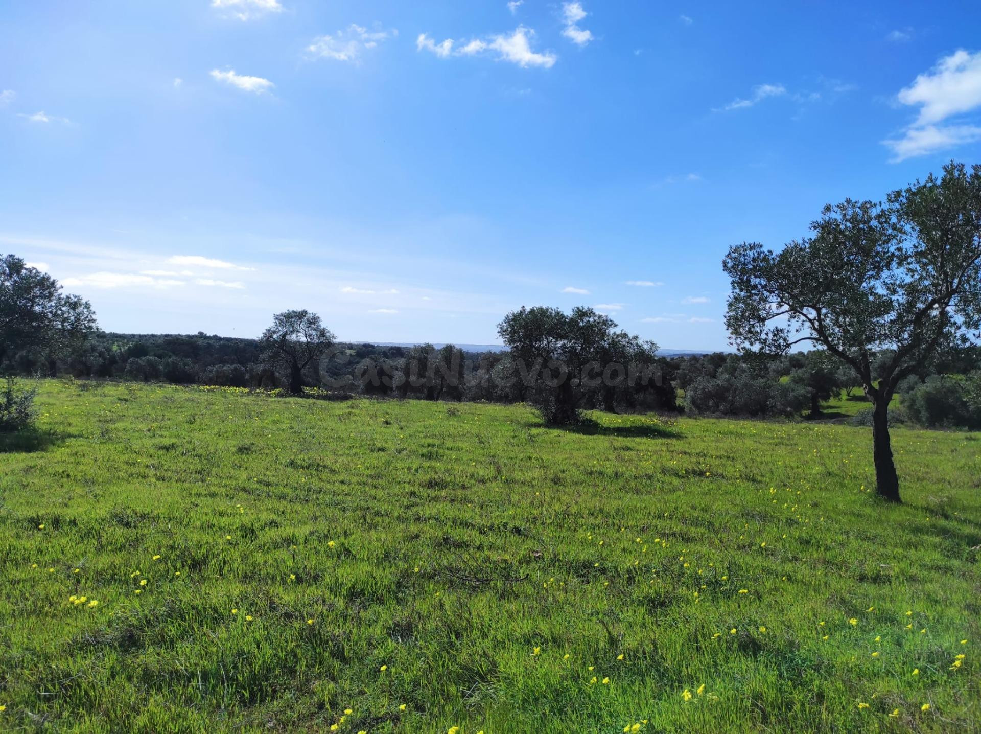 FINCA RÚSTICA EN LA PEÑUELA - NIEBLA