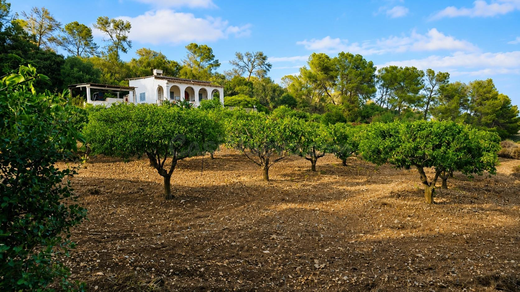 Finca rústica con casa y amplia parcela en Algaida