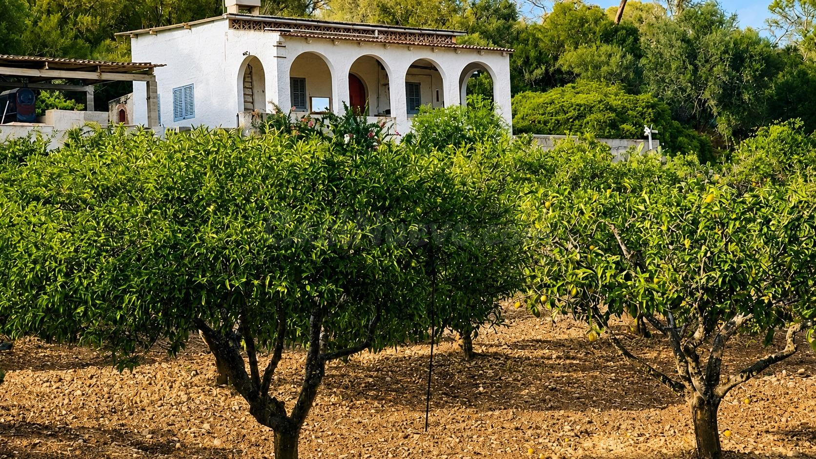 Finca rústica con casa y amplia parcela en Algaida - foto 3