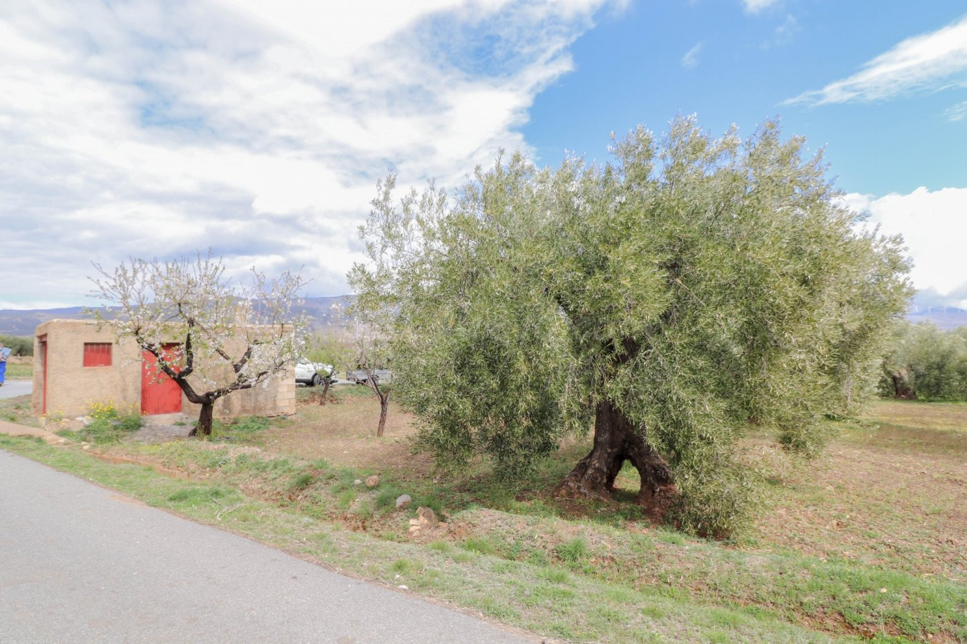 FINCA DE OLIVOS Y ALMENDROS EN FIÑANA - foto 2