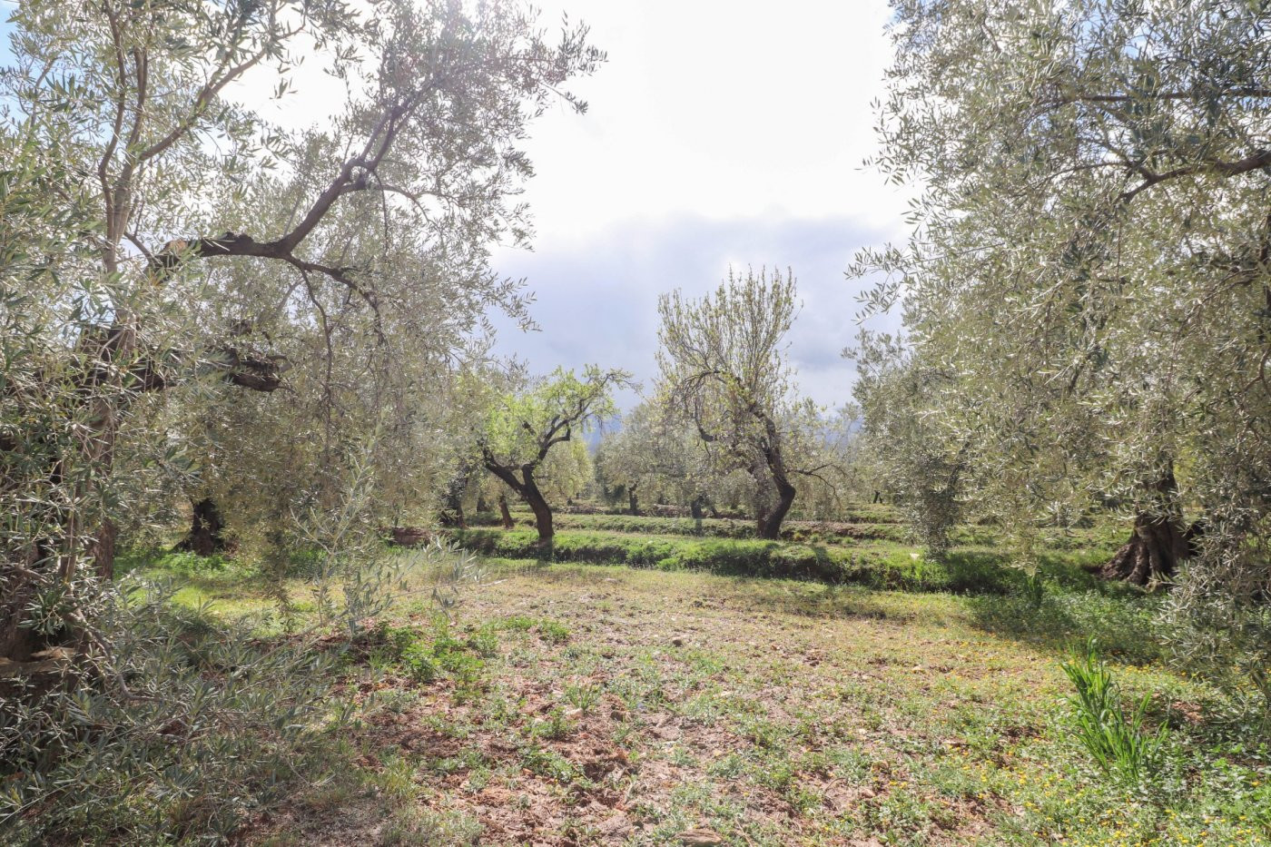 FINCA DE OLIVOS Y ALMENDROS EN FIÑANA - foto 3