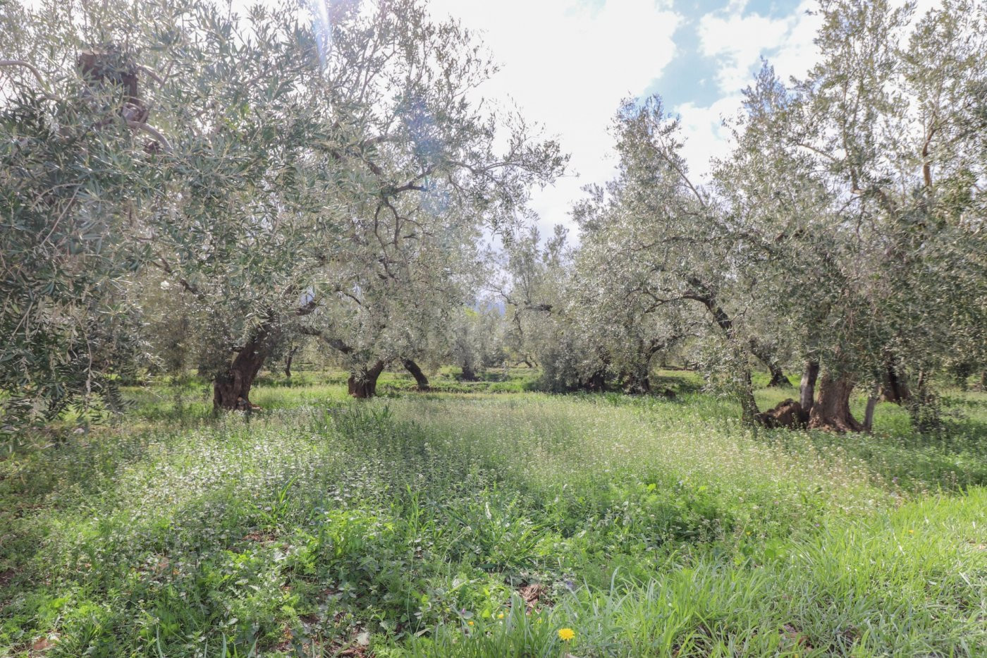FINCA DE OLIVOS Y ALMENDROS EN FIÑANA - foto 4