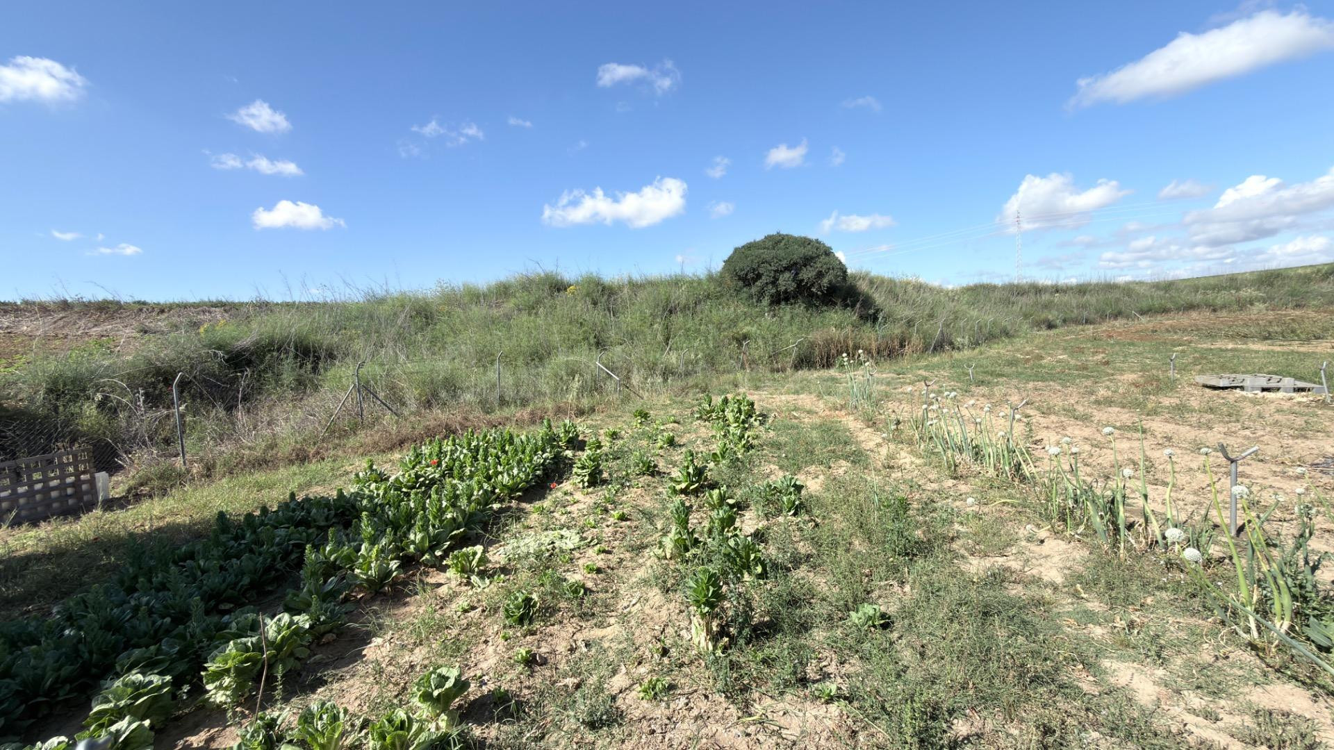 FINCA RÚSTICA DE ALTO POTENCIAL AGRÍCOLA Y DE INVERSIÓN EN LA RIBERA (HUELVA) - foto 5