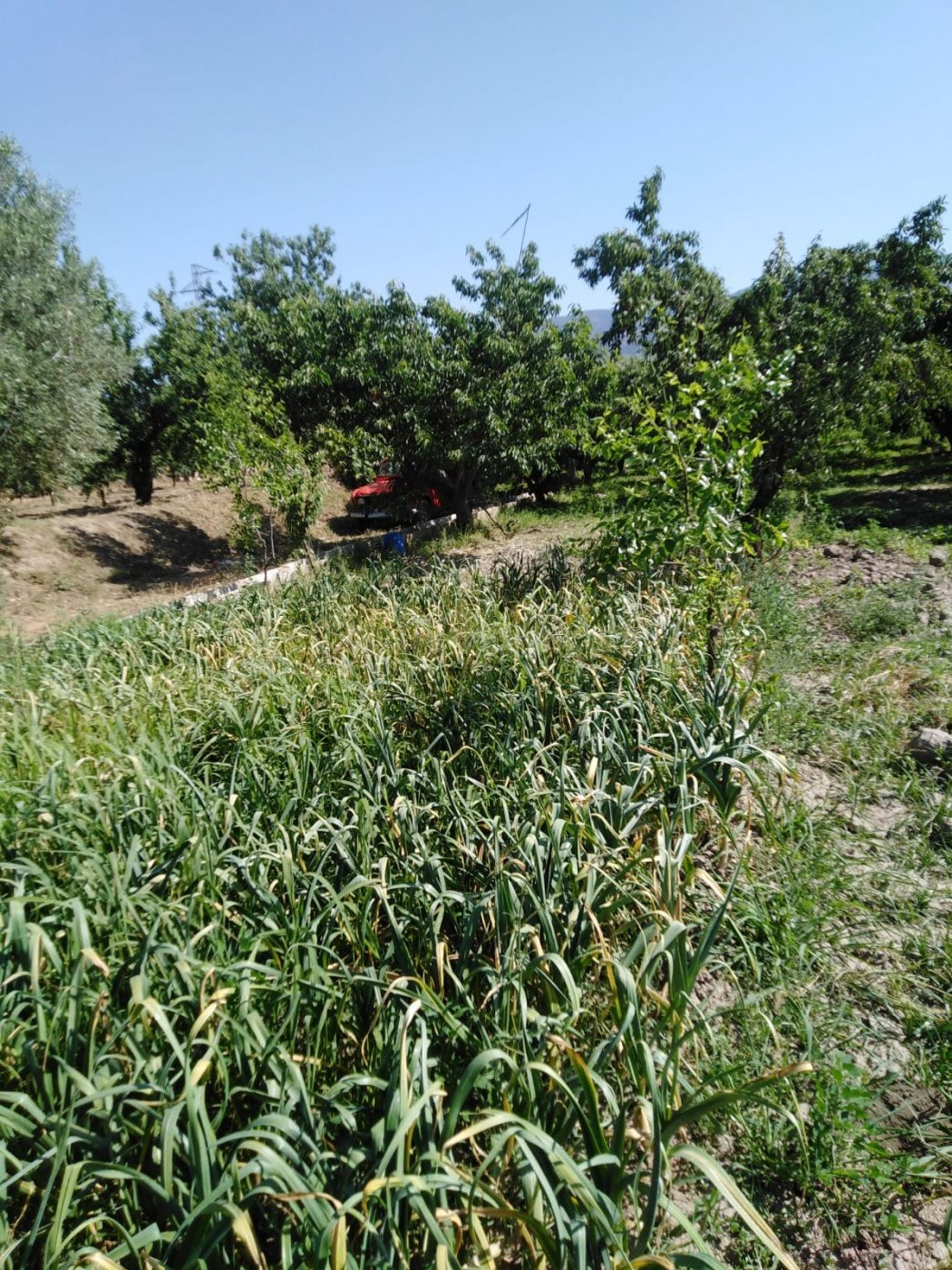 Finca en la Vega de Fiñana