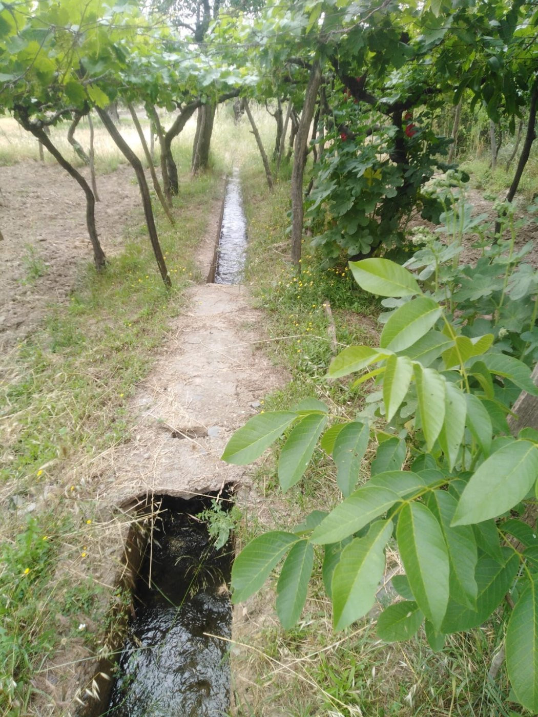 Finca en la Vega de Fiñana - foto 2