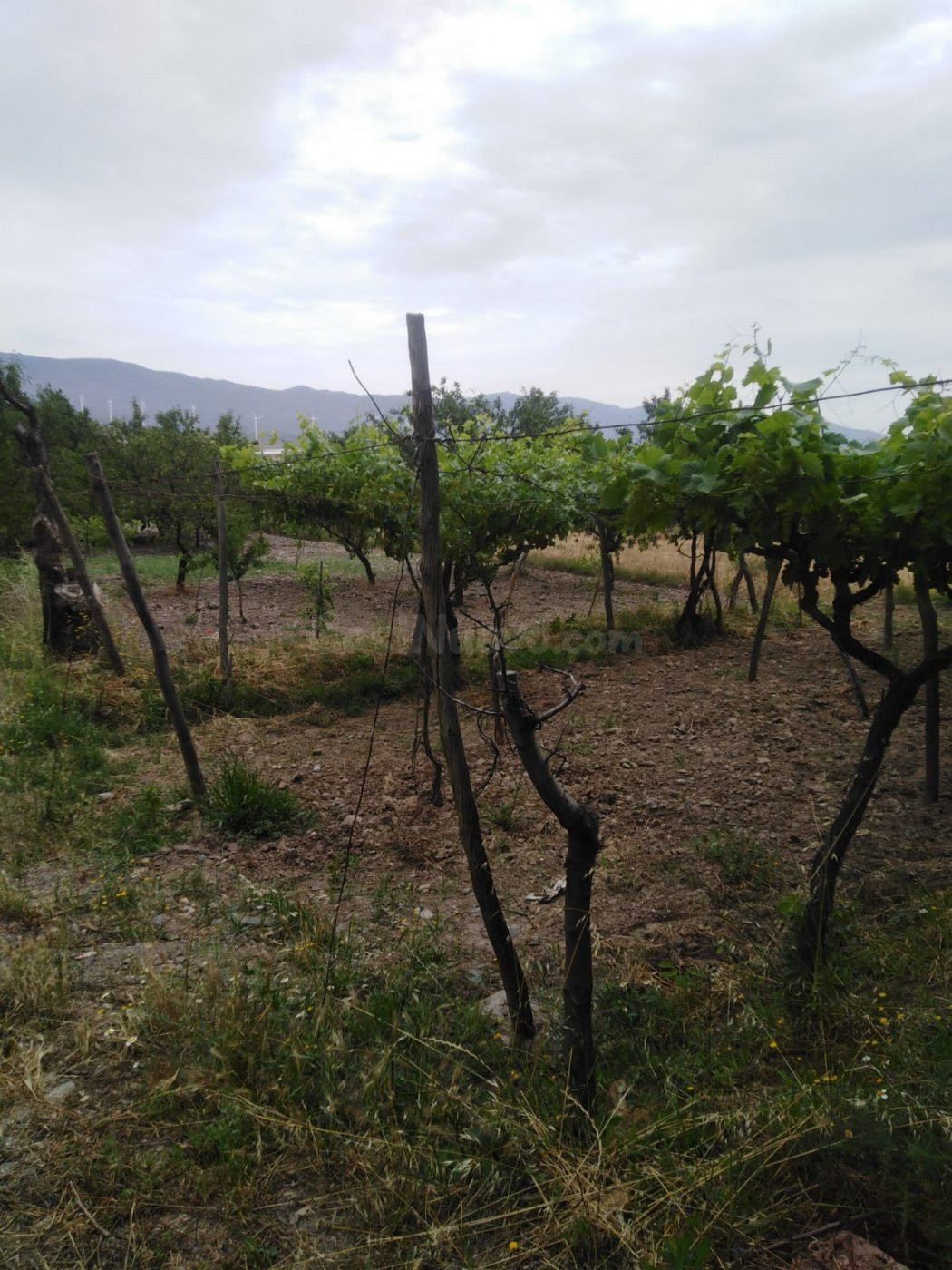 Finca en la Vega de Fiñana - foto 3