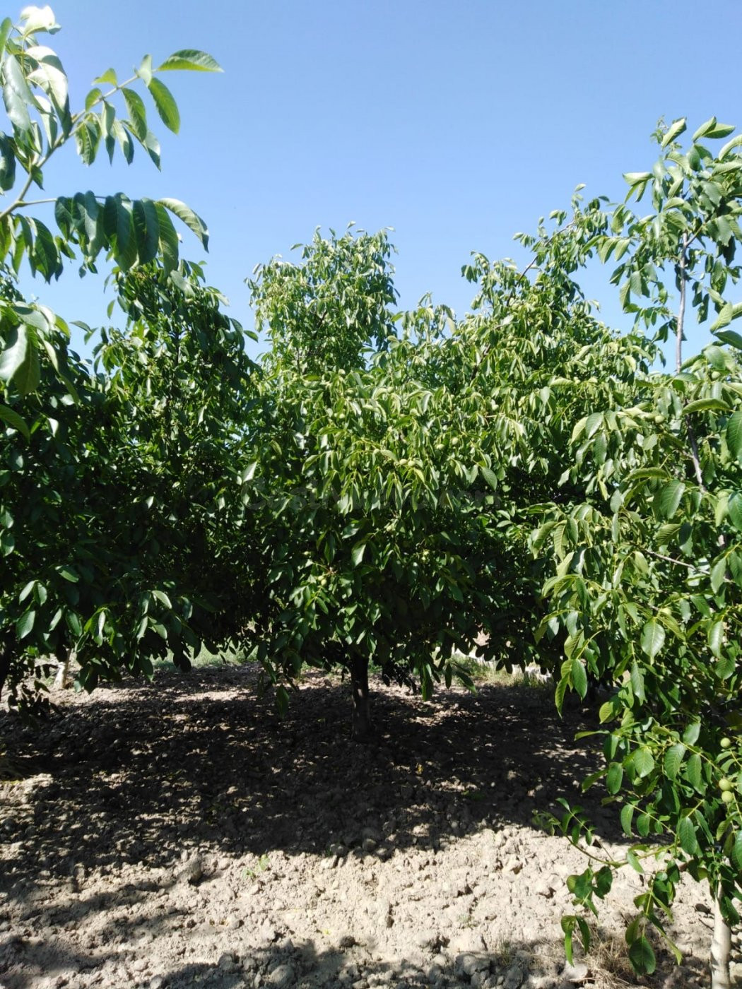 Finca en la Vega de Fiñana - foto 4