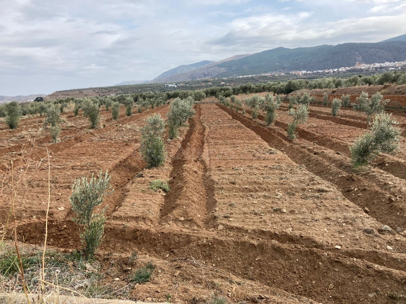 SE  VENDE FINCA RUSTICA CON OLIVOS EN ABRUCENA - foto 4