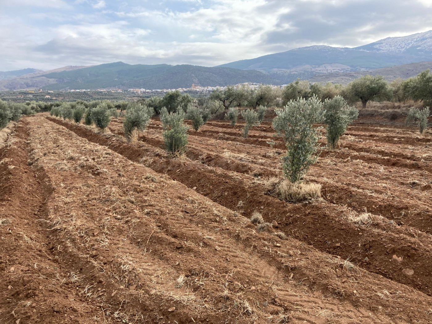 SE  VENDE FINCA RUSTICA CON OLIVOS EN ABRUCENA - foto 5