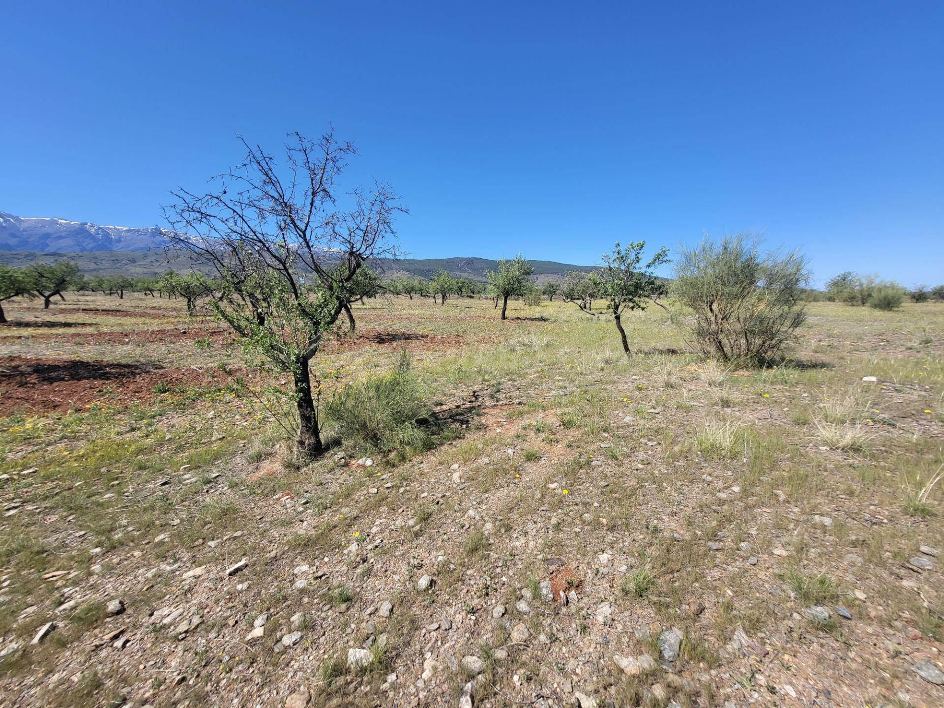 SE VENDE PARCELA  RUSTICA EN ABRUCENA  ZONA CAMPILLO - foto 2