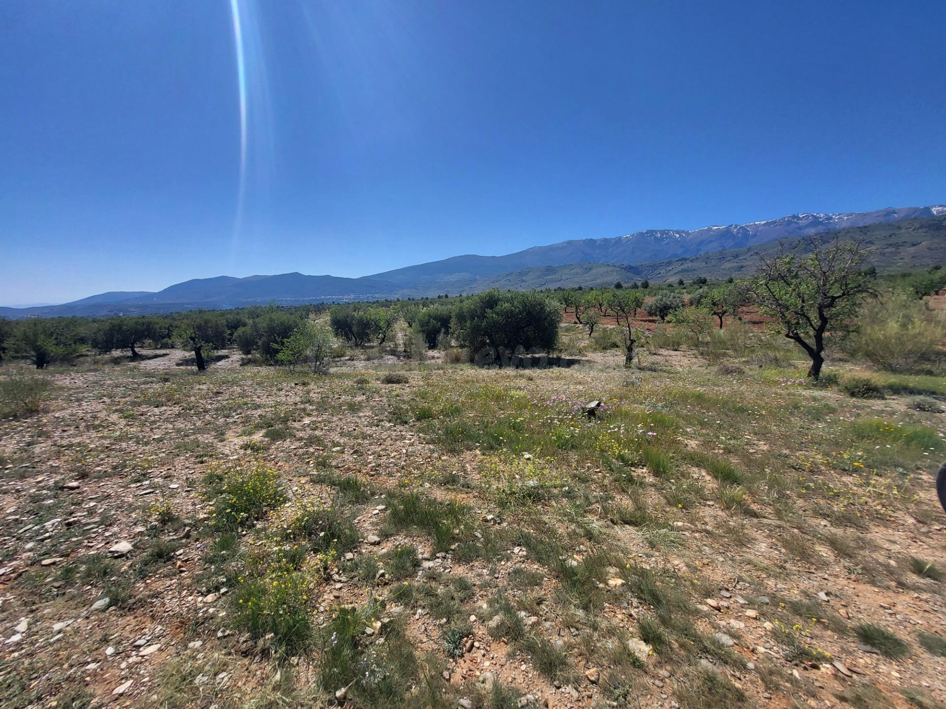 SE VENDE PARCELA  RUSTICA EN ABRUCENA  ZONA CAMPILLO - foto 4