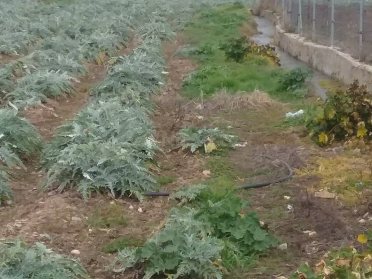 OportUnidad Finca Rústica Pago del Zaidín!!! - foto 5
