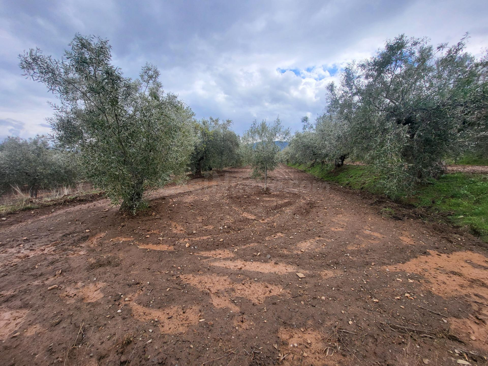 SE VENDE PARCELA DE OLIVOS EN EL CAMPILLO Y UN HUERTO EN EL 