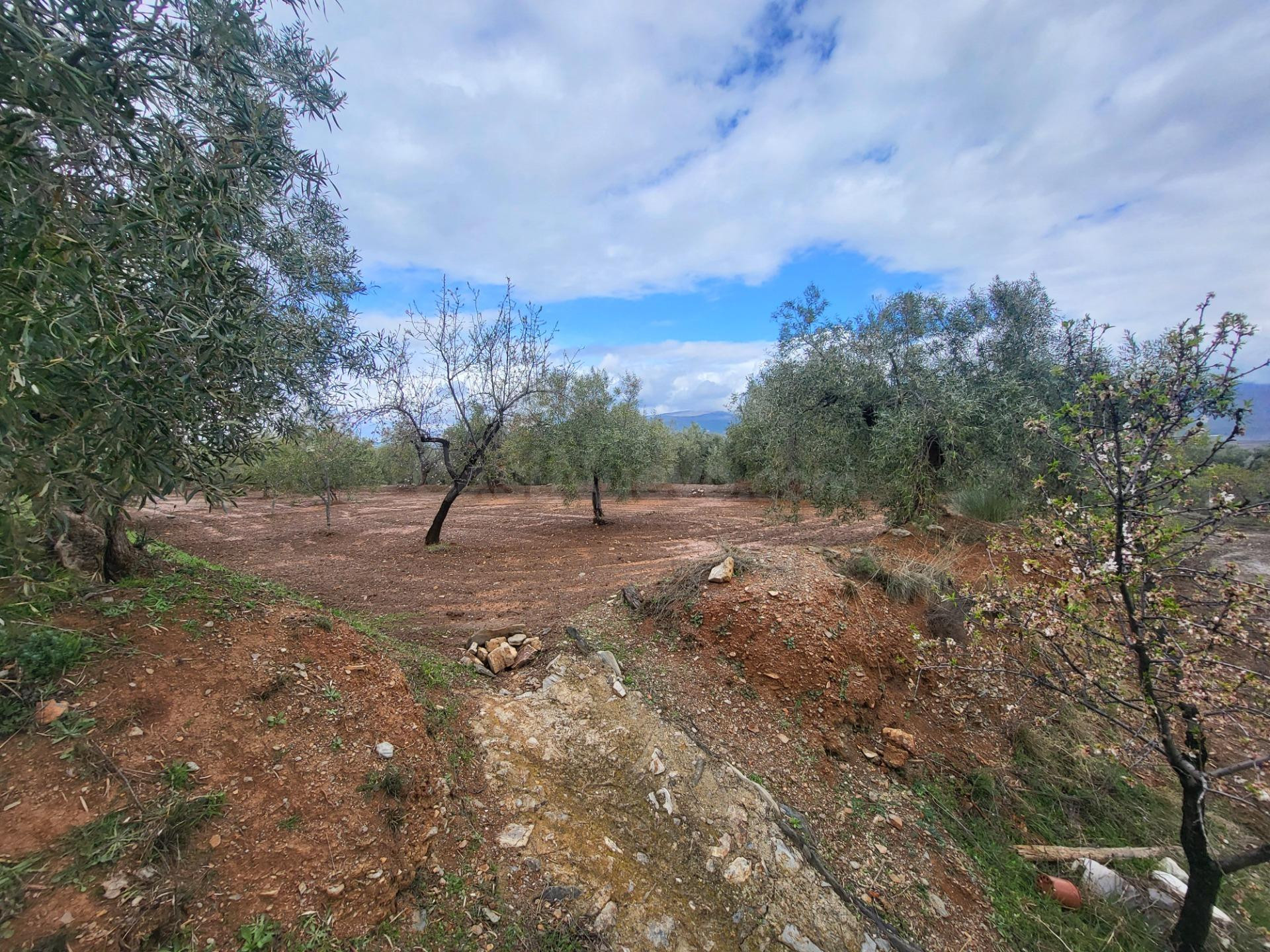 SE VENDE PARCELA DE OLIVOS EN EL CAMPILLO Y UN HUERTO EN EL  - foto 2
