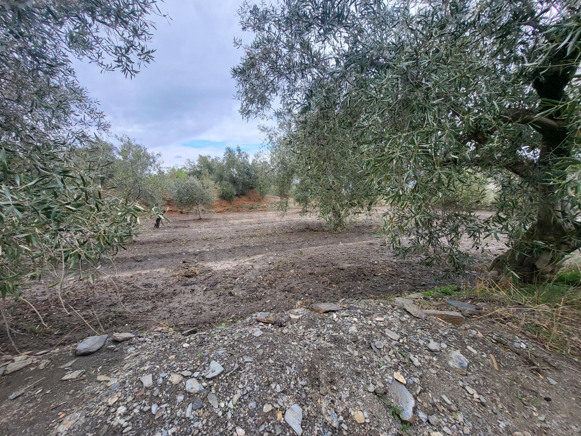 SE VENDE PARCELA DE OLIVOS EN EL CAMPILLO Y UN HUERTO EN EL  - foto 3
