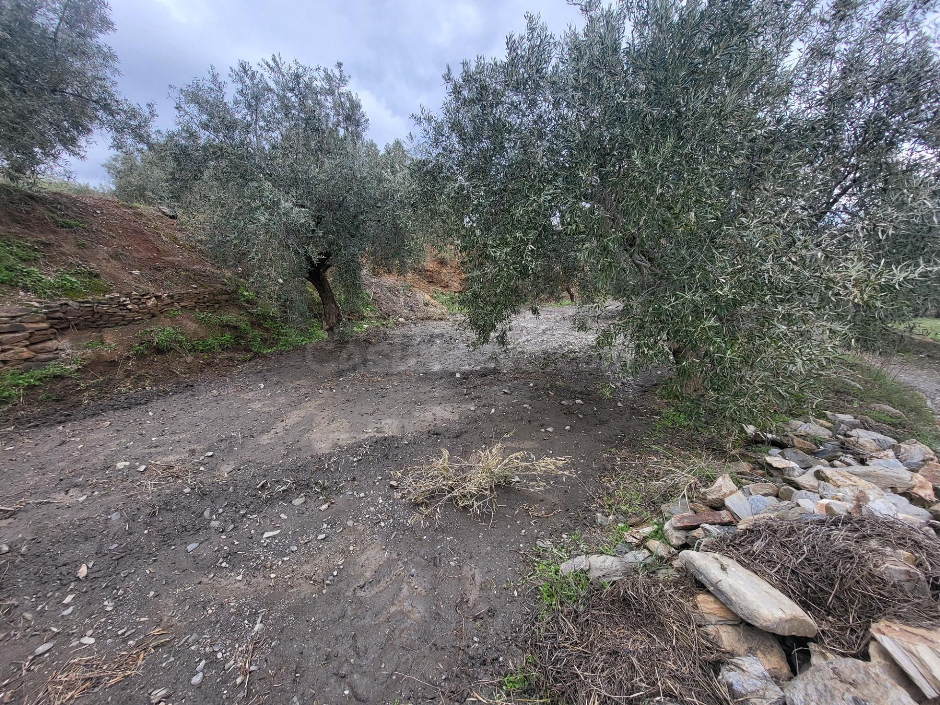 SE VENDE PARCELA DE OLIVOS EN EL CAMPILLO Y UN HUERTO EN EL  - foto 4