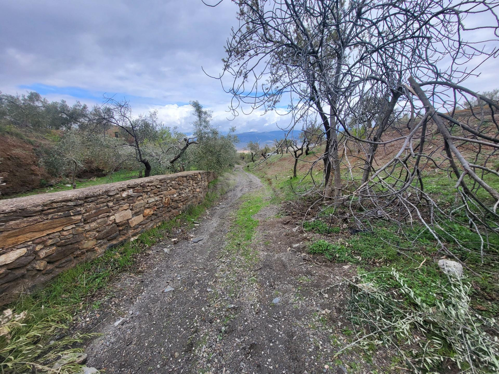 SE VENDE PARCELA DE OLIVOS EN EL CAMPILLO Y UN HUERTO EN EL  - foto 5