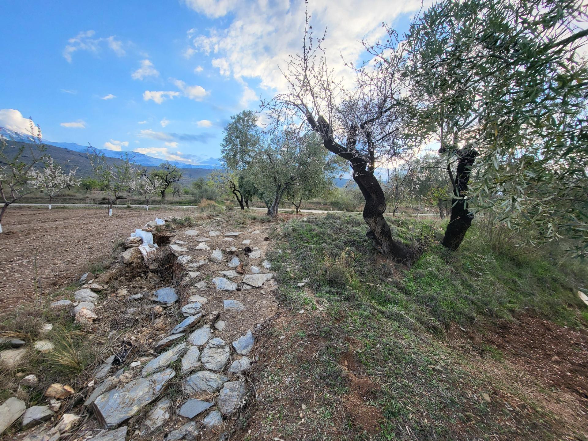 SE VENDE PARCELA DE OLIVOS EN EL CAMPILLO