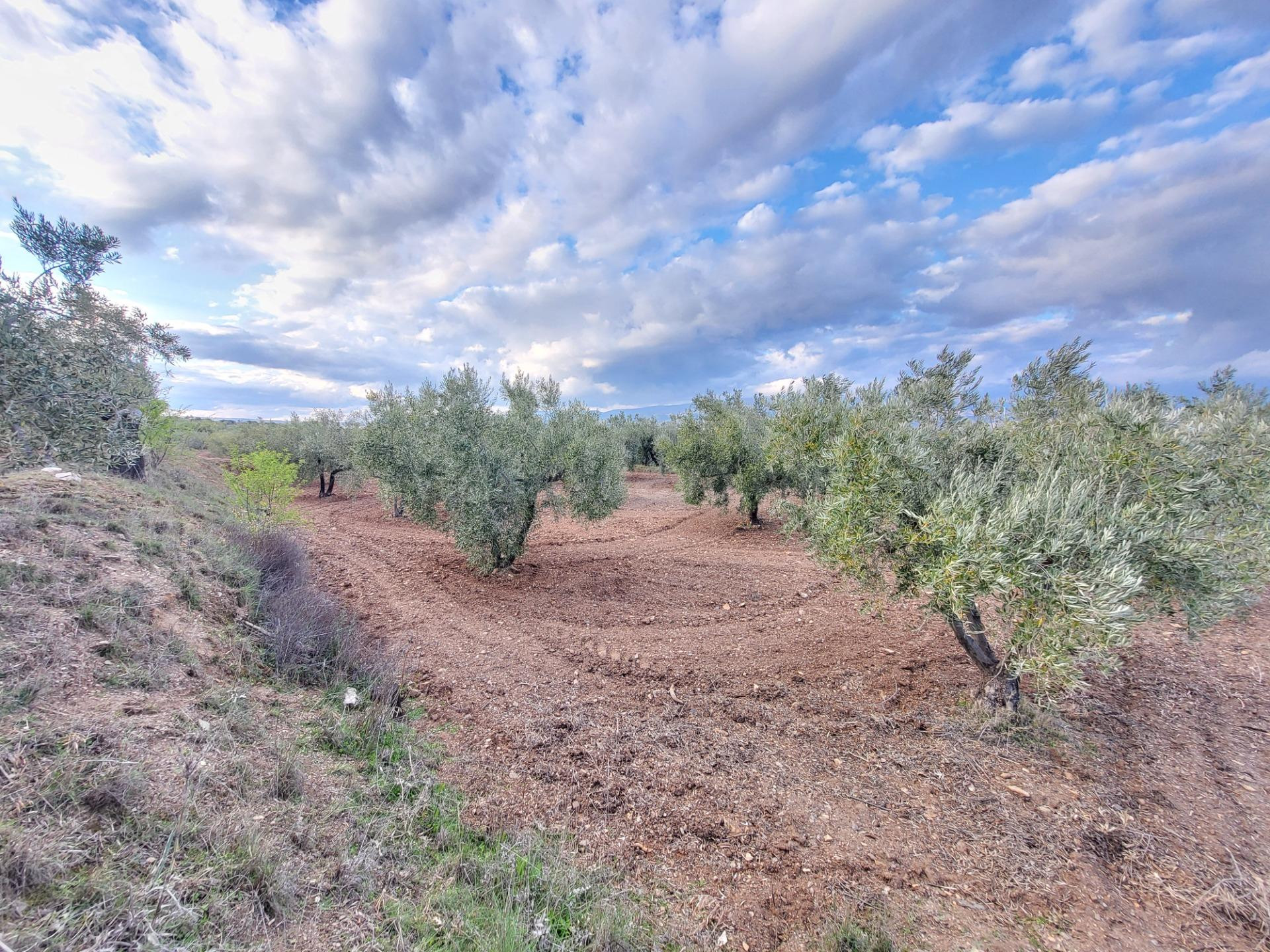 SE VENDE PARCELA DE OLIVOS EN EL CAMPILLO - foto 2