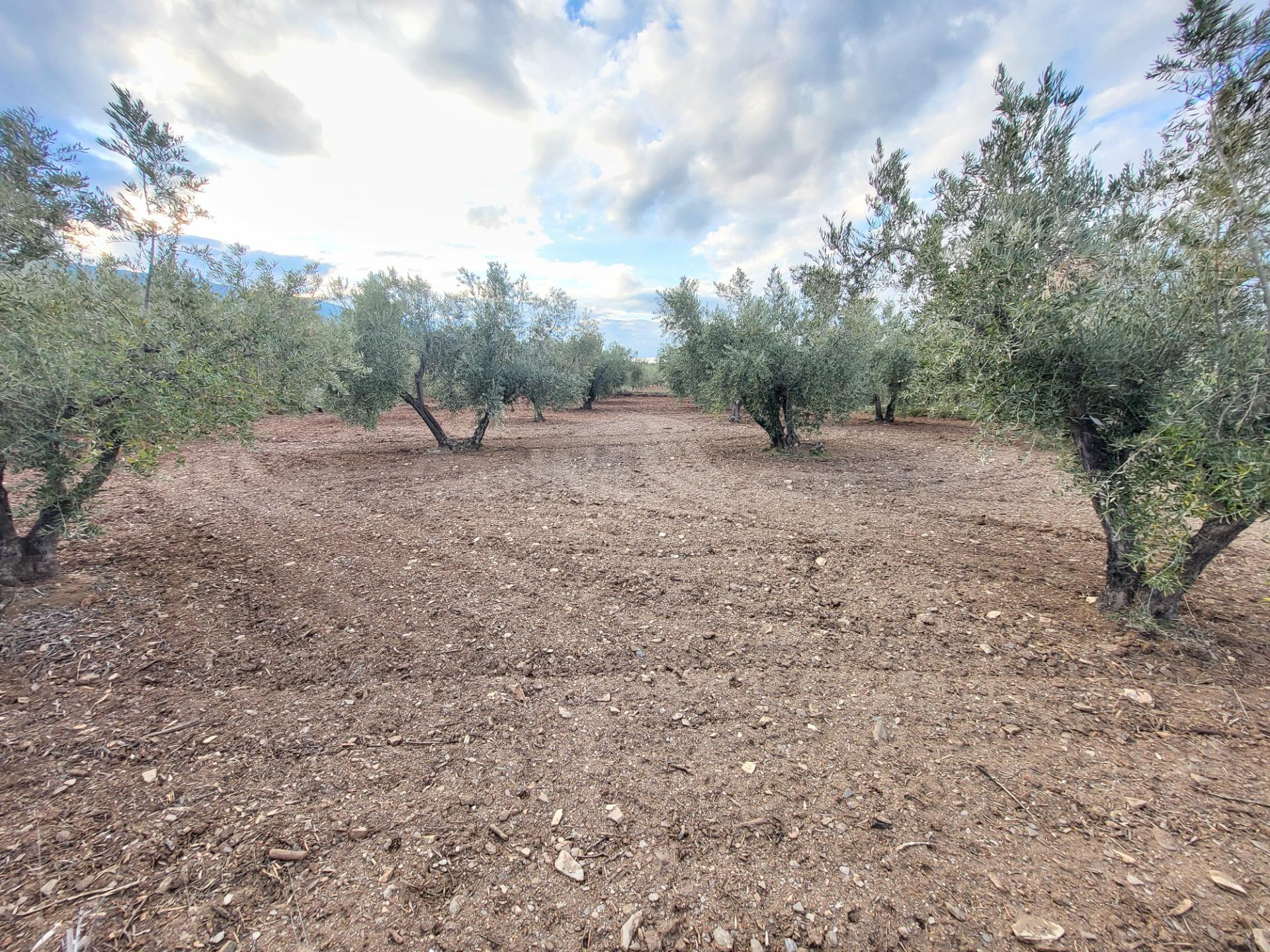 SE VENDE PARCELA DE OLIVOS EN EL CAMPILLO - foto 3