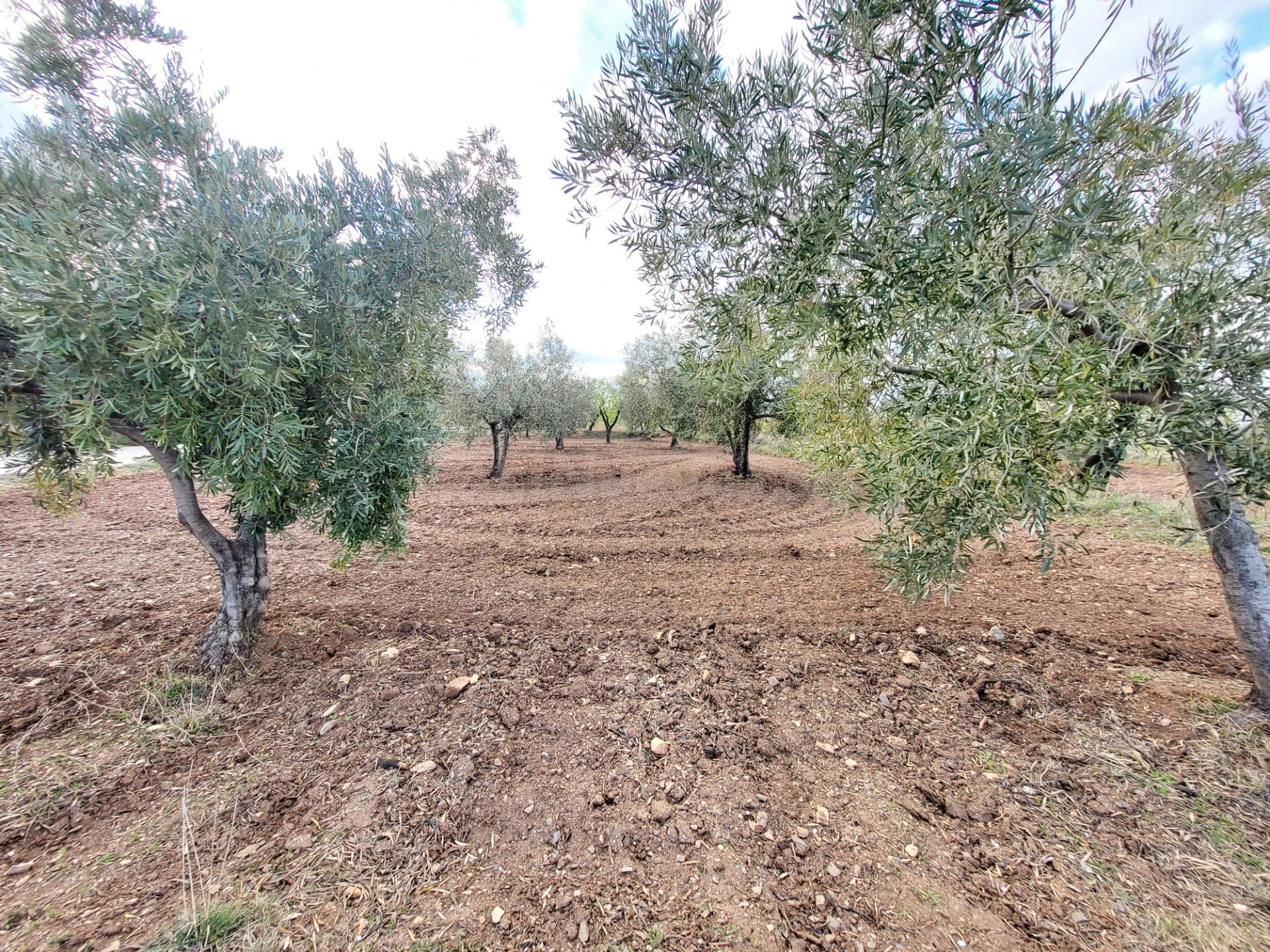 SE VENDE PARCELA DE OLIVOS EN EL CAMPILLO - foto 4
