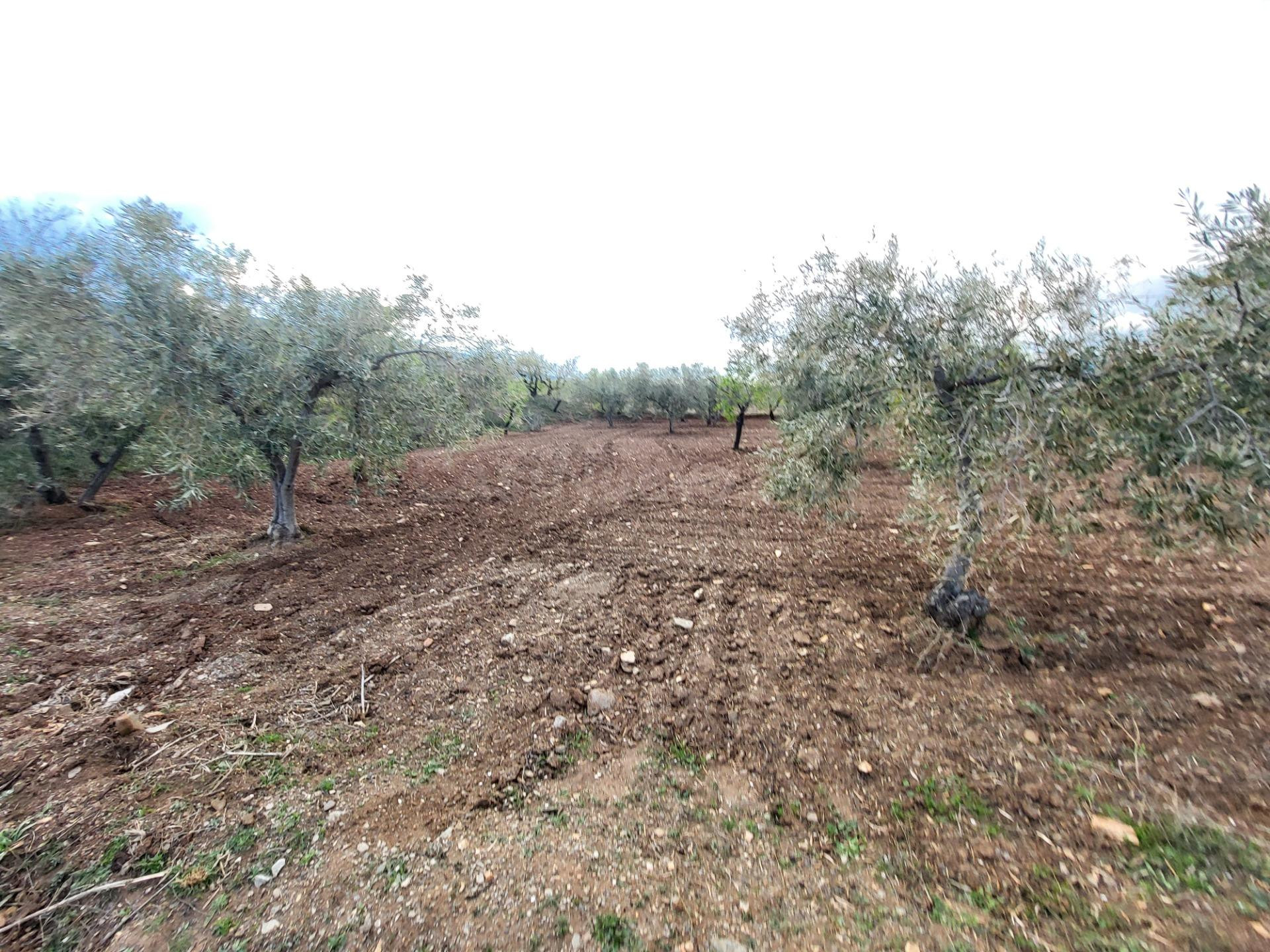 SE VENDE PARCELA DE OLIVOS EN EL CAMPILLO - foto 5
