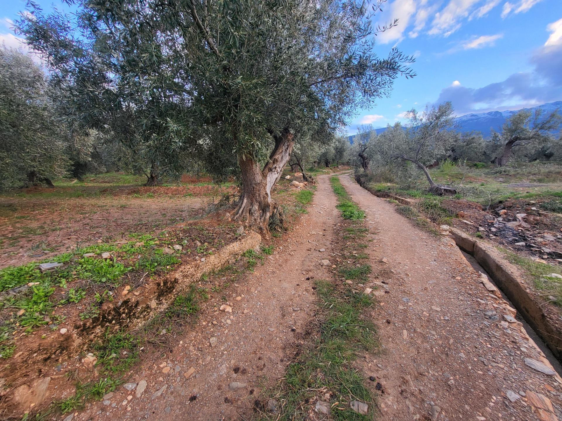 SE VENDE PARCELA DE OLIVOS EN ABRUCENA