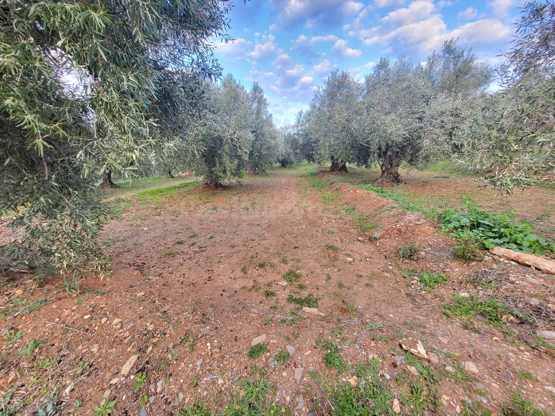 SE VENDE PARCELA DE OLIVOS EN ABRUCENA - foto 2