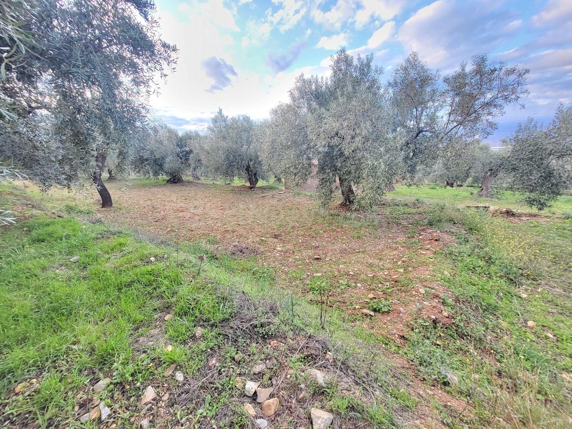 SE VENDE PARCELA DE OLIVOS EN ABRUCENA - foto 3