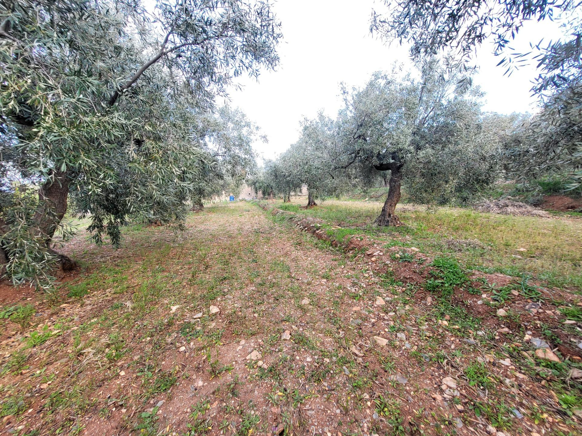 SE VENDE PARCELA DE OLIVOS EN ABRUCENA - foto 4