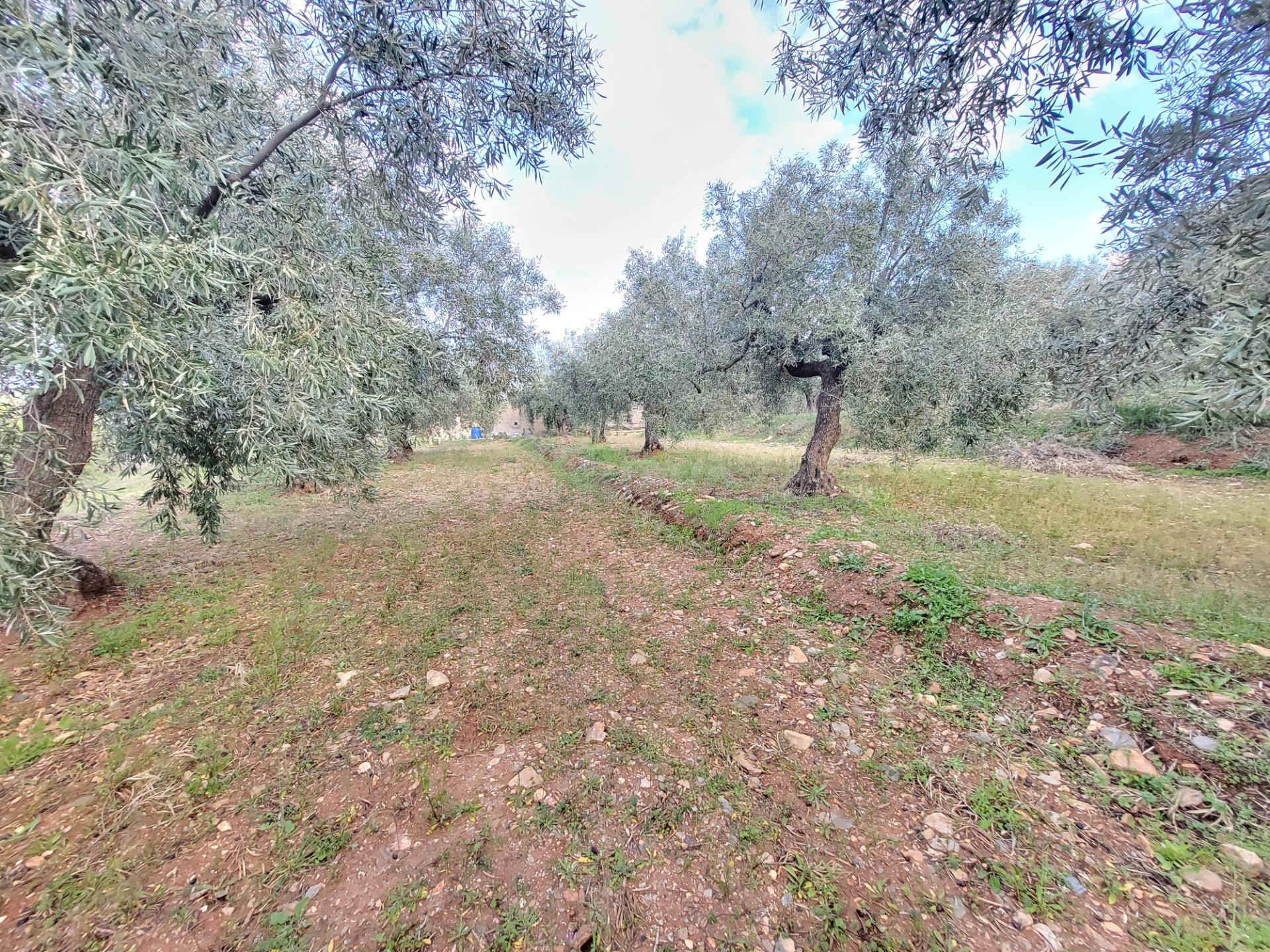 SE VENDE PARCELA DE OLIVOS EN ABRUCENA - foto 5