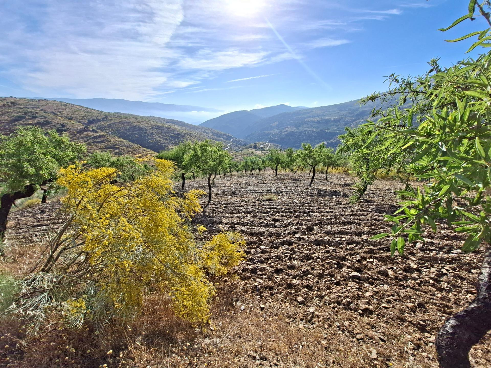 SE VENDE FINCA DE SECANO DE ALMENDROS EN ABRUCENA EN PLENA S